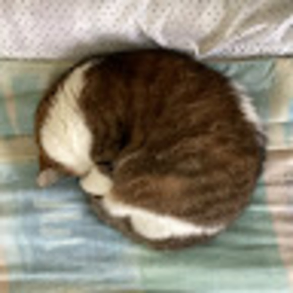 Meet your Posher, Rita - Picture 1 of 1